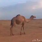 هجن