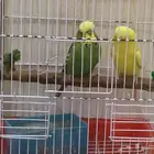 بادجي طيور حب