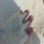 رمل للياسه