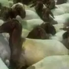 حلق غنم   ماكينة