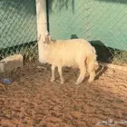 رخل حريه للبيع