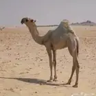 مطلوب مفاريد فرديات