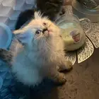 قطط