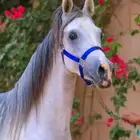 ابغئ سايس خيل