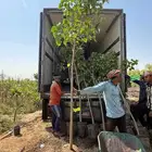 مشتل الجملة للزراعة مركان و كياس