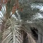 للبيع نخلة خلاص وبرحي سدير