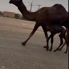 خلفه منيحه طيبه ( تم البيع )