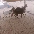 4 من الجمد للبيع ( عنقان )
