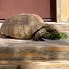 سسللحفااه ضخمه