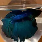 سمك