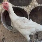 دجاجة فارسية طيبه ماشاءالله