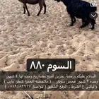 معزا للبيه