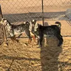 تيوس منادي فاخره.