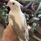 كروان اليف هدد