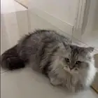 قط للتبني مع جميع اغراضه