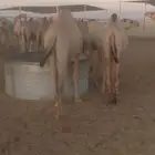 حشو مرابي مربوط له 3 أشهر