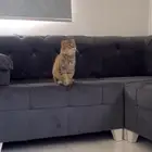 قطوه لتبني