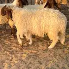 خرفان نعيم