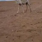 للبيع حوار لباني