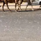 بعير منتج