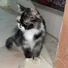 قط للبيع