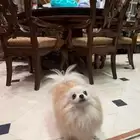 كلبه مفقوده مكافئه لمن يجدها