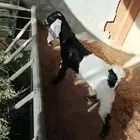 جفره مقفله شحم و لحم و على حليب و علف شرط لحمه موز