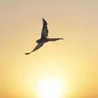 كروان اليف هدد خارجي