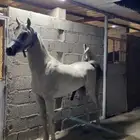 مهررر فاخر