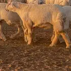 جذع مشروع فحل صنف