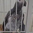 كاسكو ذكر وانثى