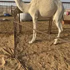 حشو قصب فاخرة مقفله شحم