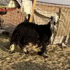 للبيع نجديه ثنيه دافع