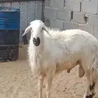 تم البيع