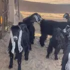 للبيع معزا رغايث