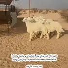 طليان حريه ذبايح طيبه وذبايح بريه