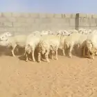 خلفات حريات حرش جروم مراح 51 بالفحل تحتها 50
