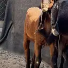 للبيع تيس مشروع فحل