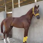 حصان للبيع شعبي