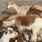 تيس وجفرة