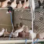 حمام يا كريم 50 إلى 60 جوز للبيع جمله