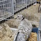 حمام ياكريم قرزل