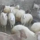 12 خروف و11 تيس للبيع جميعها مولوده في المراح
