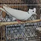 حمام ياكريم دبل كرست