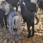 تيوس مخاصي ذبايح وتيسين مشاريع فحول وجفارات