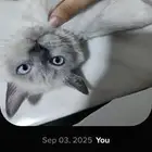 قطه همالايا للتبني