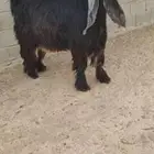 مشروع فحل فاخر. مرفق صورة الاب