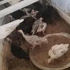 صوص رومي