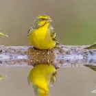 اجوز روز واجوز ياسمين