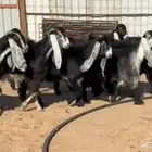 للبيع جفرات عوارض مقاني طيبه